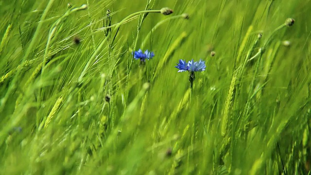 在德国莱茵兰-普法尔茨伊尔希的大麦田，矢车菊(Centaurea cyanus)在微风中移动视频素材