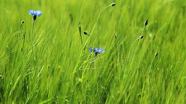 德国莱茵兰普法尔茨伊尔希大麦田矢车菊(Centaurea cyanus)的MS拍摄视频素材