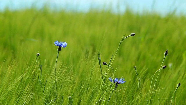 在德国莱茵兰-普法尔茨伊尔希的大麦田，矢车菊(Centaurea cyanus)在微风中移动视频素材