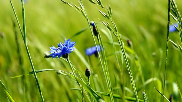 在德国莱茵兰-普法尔茨伊尔希的大麦田，矢车菊(Centaurea cyanus)在微风中移动视频素材