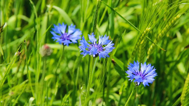 德国莱茵兰普法尔茨伊尔希大麦田矢车菊(Centaurea cyanus)的MS拍摄视频素材