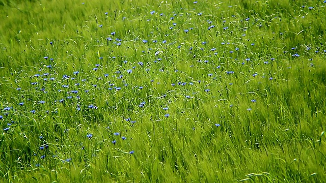 在德国莱茵兰-普法尔茨伊尔希的大麦田，矢车菊(Centaurea cyanus)在微风中移动视频素材