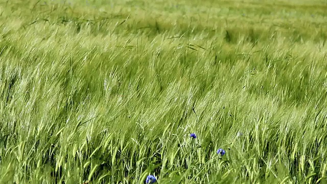 在德国莱茵兰-普法尔茨伊尔希的大麦田，矢车菊(Centaurea cyanus)在微风中移动视频素材