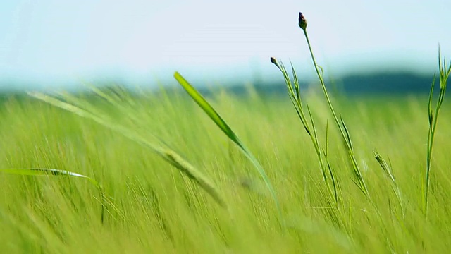 德国莱茵兰普法尔茨伊尔希大麦田矢车菊(Centaurea cyanus)的CU镜头视频素材