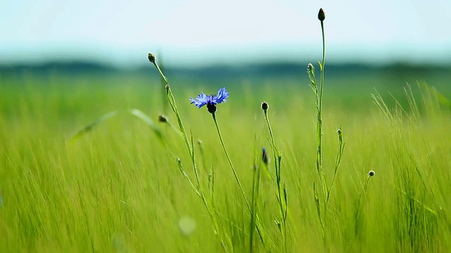 在德国莱茵兰-普法尔茨伊尔希的大麦田，矢车菊(Centaurea cyanus)在微风中移动视频素材