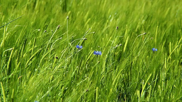 德国莱茵兰普法尔茨伊尔希大麦田矢车菊(Centaurea cyanus)的MS拍摄视频素材