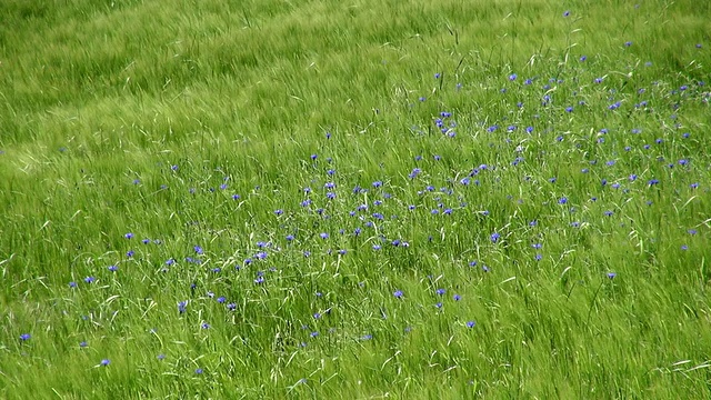 在德国莱茵兰-普法尔茨伊尔希的大麦田，矢车菊(Centaurea cyanus)随风移动视频素材