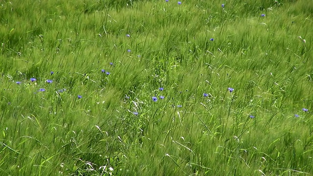 在德国莱茵兰-普法尔茨伊尔希的大麦田，矢车菊(Centaurea cyanus)随风移动视频素材