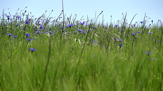 德国莱茵兰普法尔茨伊尔希市大麦田中矢车菊(Centaurea cyanus)的MS镜头视频素材