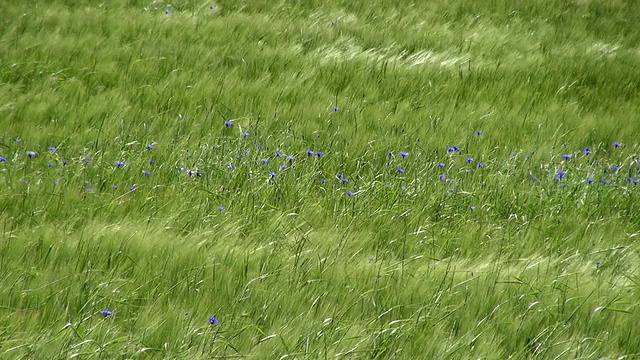 德国莱茵兰普法尔茨伊尔希市大麦田中矢车菊(Centaurea cyanus)的MS镜头视频素材