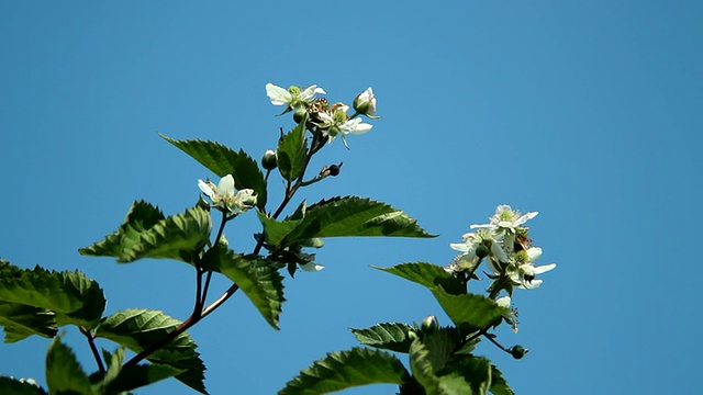 MS Shot of blackberry flower / Serrig，莱茵兰-普法尔茨，德国视频素材