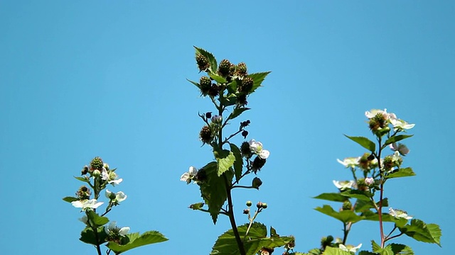 MS Shot of blackberry flower / Serrig，莱茵兰-普法尔茨，德国视频素材