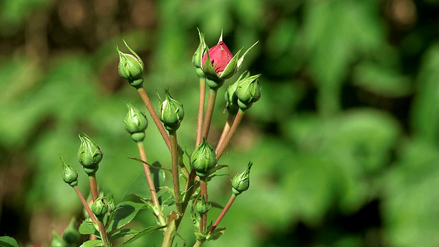 MS粉红玫瑰花蕾，Rosa / Konz，德国莱茵兰-普法尔茨视频素材