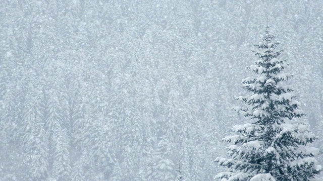 雪覆盖松木，可循环视频下载