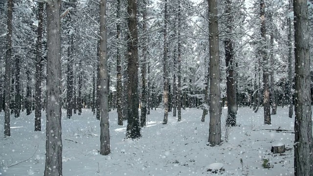 森林降雪，可循环使用视频下载