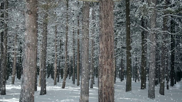 被雪覆盖的森林视频下载