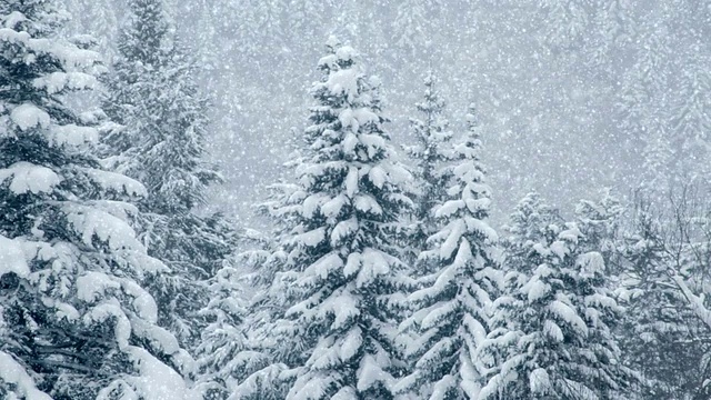 松树下雪，可循环视频素材