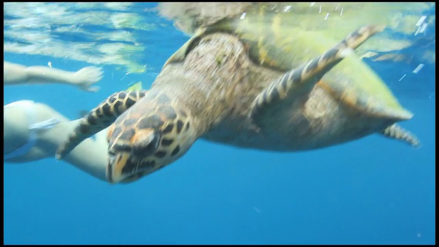 和古代海洋居民一起游泳视频素材