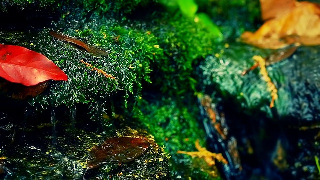 热带雨林视频素材