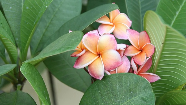 鸡蛋花视频素材