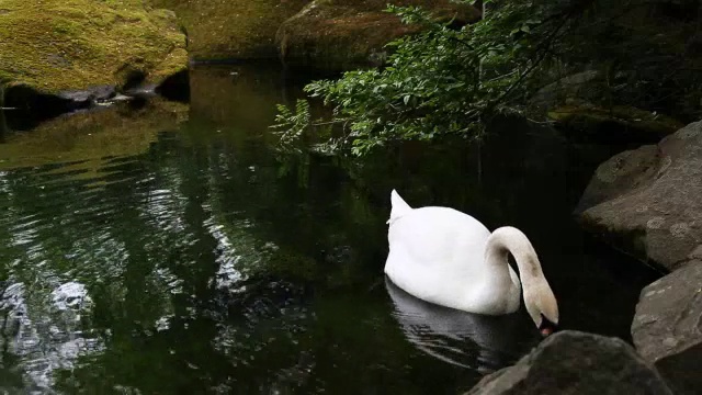 疣鼻天鹅视频素材