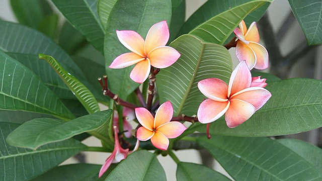 鸡蛋花视频素材