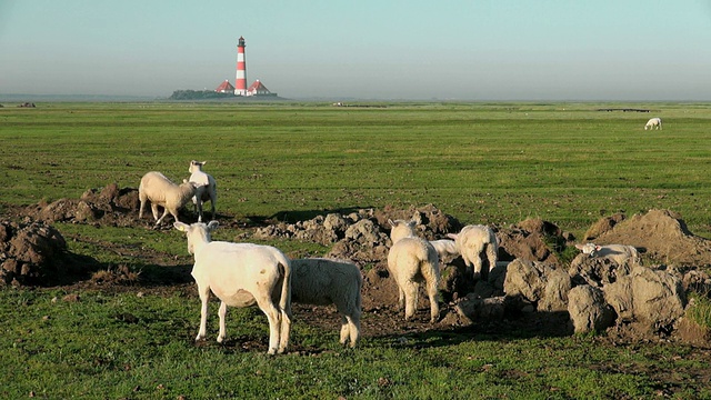 德国石勒苏wig Holstein，北弗里斯兰瓦登海Westerhever灯塔附近的草地上，绵羊在吃草视频素材