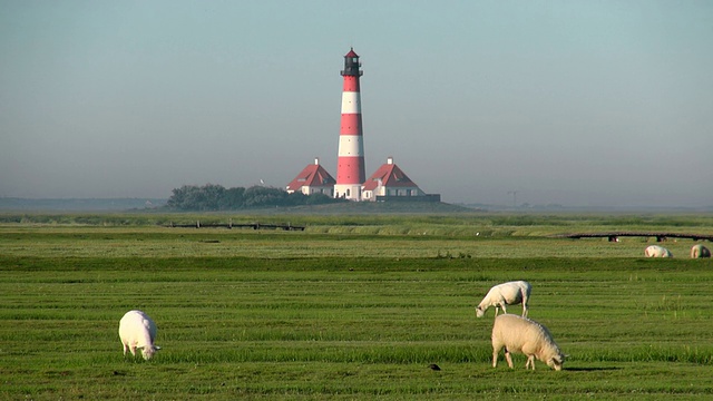 德国石勒苏wig Holstein，北弗里斯兰瓦登海Westerhever灯塔附近的草地上，绵羊在吃草视频素材