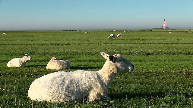 德国石勒苏wig Holstein，北弗里斯兰瓦登海Westerhever灯塔附近的草地上，绵羊在吃草视频素材