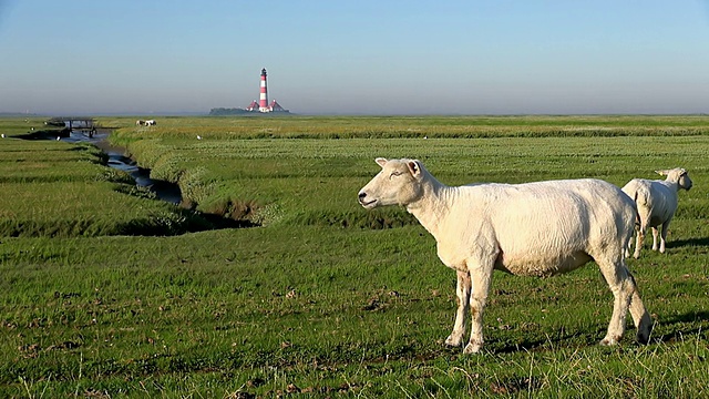 德国石勒苏wig Holstein, North Frisian Wadden Sea / Westerhever，羊群站在westhever灯塔附近草地上视频素材