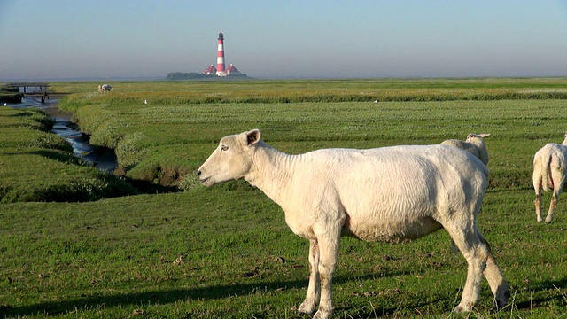 德国石勒苏wig Holstein, North Frisian Wadden Sea / Westerhever，羊群站在westhever灯塔附近草地上视频素材