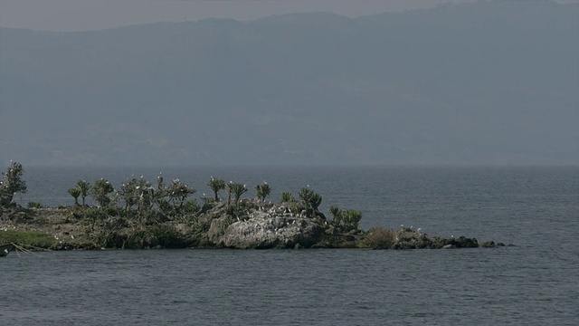 维多利亚湖上的小岩石半岛，远处山上有鸟儿栖息在树上。视频素材