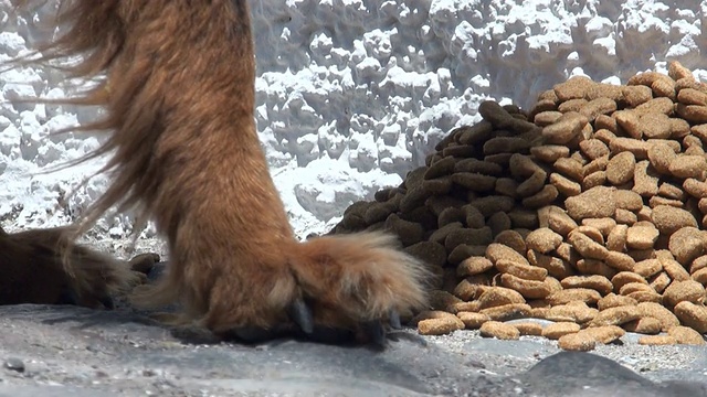 流浪狗和流浪猫由收容所志愿者喂养。视频下载