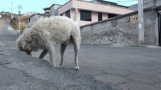 流浪狗和流浪猫由收容所志愿者喂养。视频素材