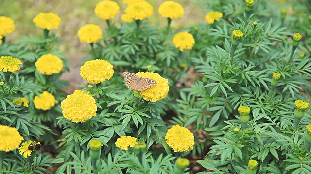 蝴蝶在花园里的花上。视频素材