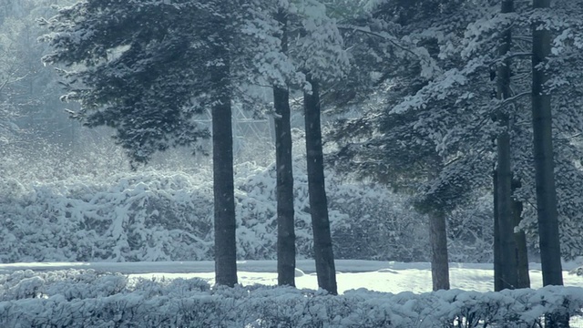 降雪覆盖森林视频下载