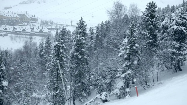 森林和空中的滑雪者视频下载