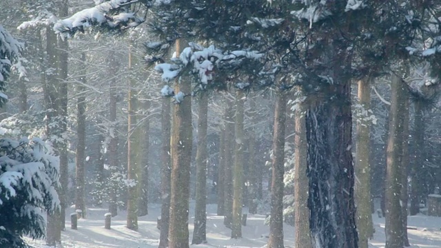 下雪的森林视频下载