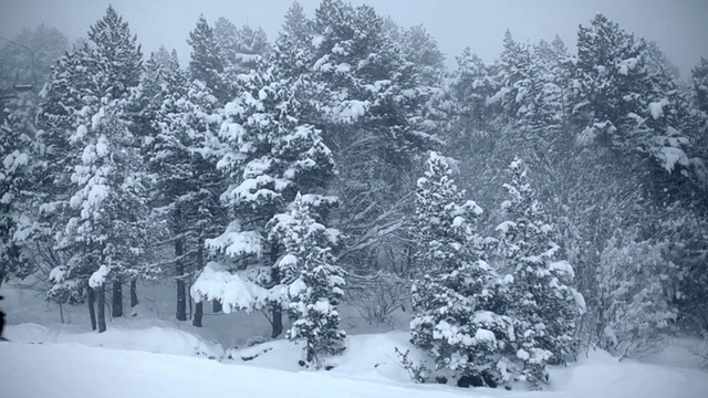 滑雪在森林视频下载