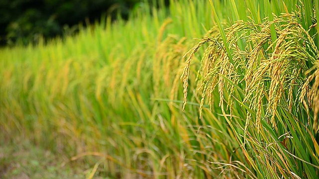 收获季节的稻谷视频素材