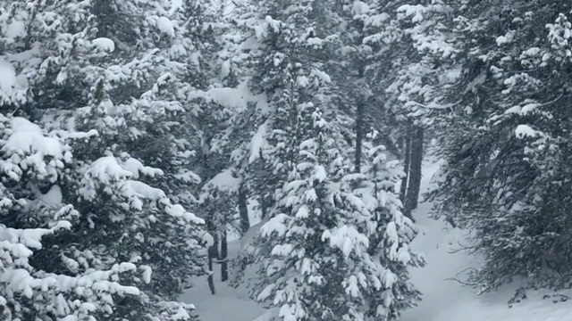 松树和雪从空中飘来视频下载