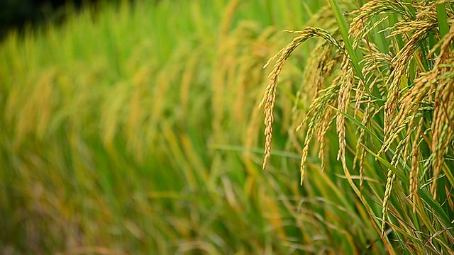 收获季节的稻谷视频素材