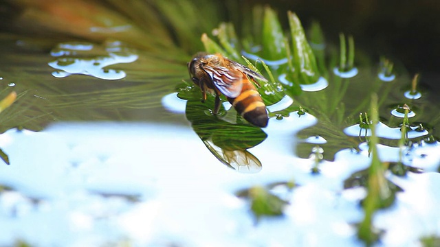 高清宏:蜜蜂收集花粉视频素材