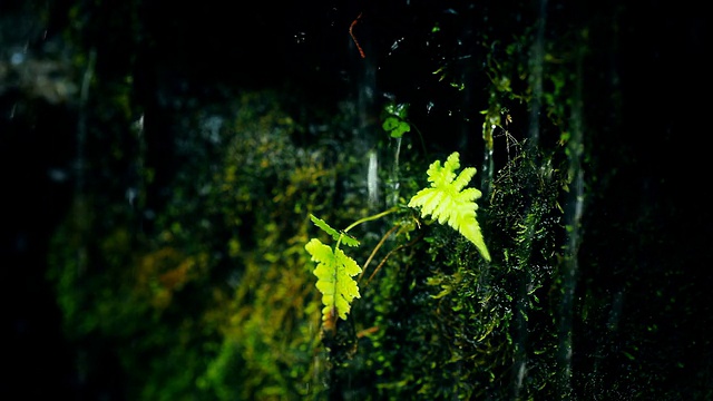 热带雨林视频素材