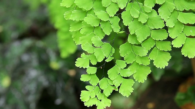 风中的蕨类绿色质地。视频素材