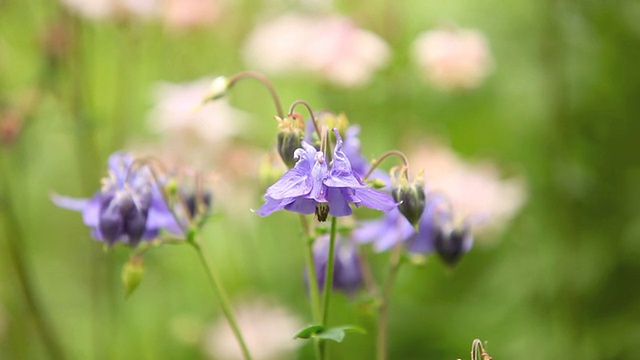 耧斗菜视频素材