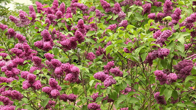 紫色的丁香花。视频下载