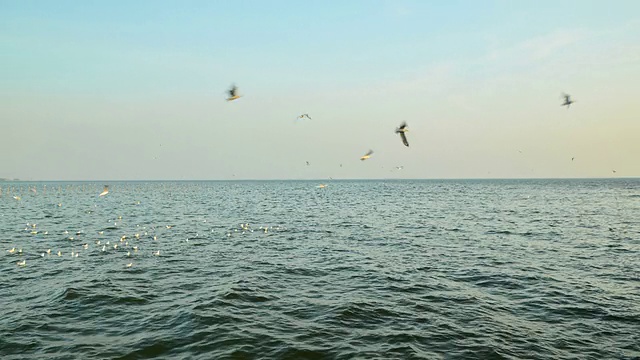 海鸥在天空飞翔时光流逝视频素材