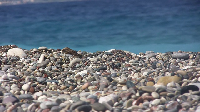 海滩(高清)视频素材