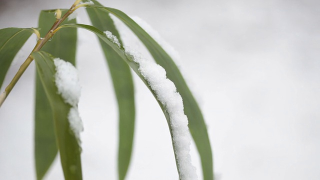 竹叶和新鲜雪- 3剪辑视频素材